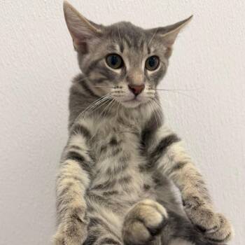 Jupiter -  Domestic Short Hair Cat for Adoption in Redwood City, California - Jupiter | PetCurious
