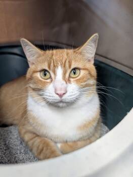 Rescue Domestic Short Hair Cats for Adoption in Kirkland Lake, Ontario - Fynn | PetCurious