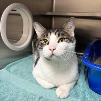 Manu 28611 -  Domestic Short Hair Cat Available for Adoption in Middleburg, Florida - Manu 28611 | PetCurious