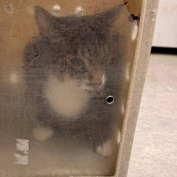 Becky -  Domestic Short Hair Cat for Adoption in Philadelphia, Pennsylvania - Becky | PetCurious
