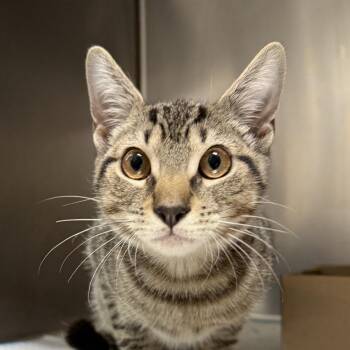Pablo -  Domestic Short Hair Cat for Adoption in New York, New York - Pablo | PetCurious