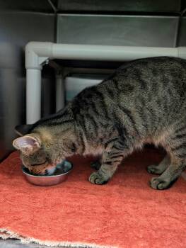 Fish - At shelter -  Domestic Short Hair Cat for Adoption in Rustburg, Virginia - Fish - At Shelter | PetCurious