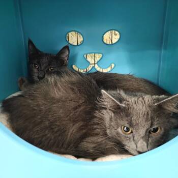 Dewey -  Domestic Medium Hair Cat for Adoption in Oshkosh, Wisconsin - Dewey | PetCurious