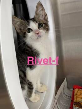 Rivet 26 -  Tabby and Domestic Short Hair Cat for Adoption in Brookhaven, Mississippi - Rivet 26 | PetCurious