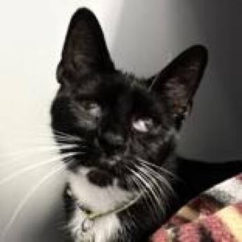 Rescue Domestic Short Hair Cats for Adoption in Lansing, Michigan - Jakers | PetCurious