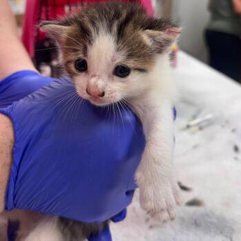 Connor -  Domestic Short Hair Cat for Adoption in Starkville, Mississippi - Connor | PetCurious