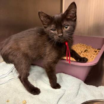 Aragog -  Domestic Short Hair Cat for Adoption in Mentor, Ohio - Aragog | PetCurious