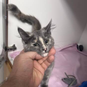Addidas -  Domestic Medium Hair Cat for Adoption in Uniontown, Pennsylvania - Addidas | PetCurious