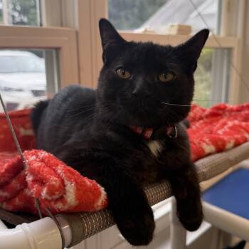 Fig -  Domestic Long Hair Cat for Adoption in North Haven, Connecticut - Fig | PetCurious