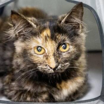 Astoria -  Domestic Long Hair and Domestic Short Hair Cat for Adoption in Camano, Washington - Astoria | PetCurious