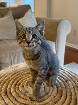 Mooney -  Tabby and Domestic Short Hair Cat for Adoption in Dublin, Ohio - Mooney | PetCurious