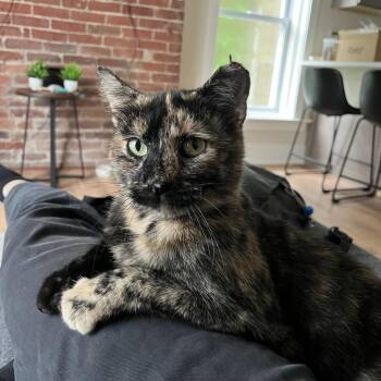 Lasagna -  Domestic Short Hair Cat for Adoption in Aspinwall, Pennsylvania - Lasagna | PetCurious