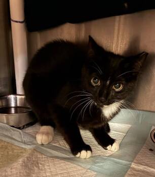 Shobo -  Domestic Short Hair Cat for Adoption in Cincinnati, Ohio - Shobo | PetCurious