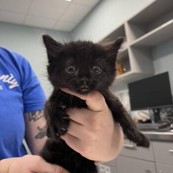 Domestic Medium Hair Cats Available for Adoption in Greensboro, North Carolina - Gucci | PetCurious