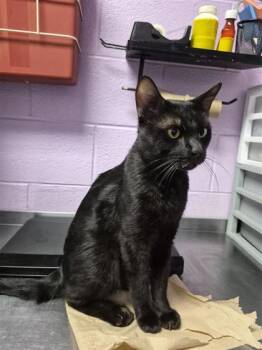 61243481 -  Domestic Short Hair Cat for Adoption in El Paso, Texas - 61243481 | PetCurious