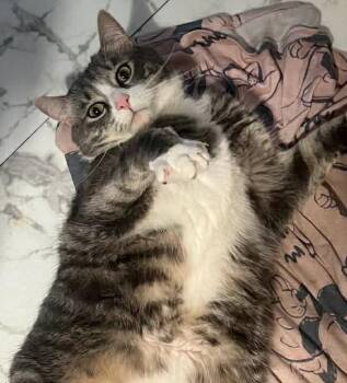 Tabby Cats Available for Adoption - Max | PetCurious