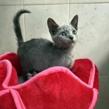 Misses Pepper & Poppy BONDED -  Russian Blue and Domestic Short Hair Cat for Adoption in Boca Raton, Florida - Misses Pepper & Poppy BONDED | PetCurious