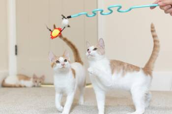 Rescue Domestic Short Hair Cats for Adoption in Avondale Estates, Georgia - Alvin | PetCurious