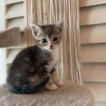 Dixie (C000-144) - City of Industry location -  Domestic Short Hair Cat for Adoption in Chino Hills, California - Dixie (C000-144) - City Of Industry Location | PetCurious