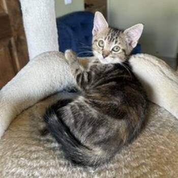 Flame -  Domestic Short Hair Cat for Adoption in Prescott, Arizona - Flame | PetCurious