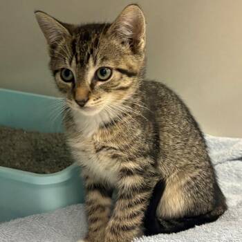 Marcel -  Domestic Short Hair Cat for Adoption in East Hanover, New Jersey - Marcel | PetCurious