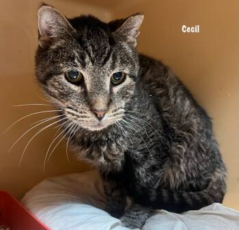 Rescue Domestic Short Hair Cats for Adoption in Windsor, Connecticut - Cecil | PetCurious