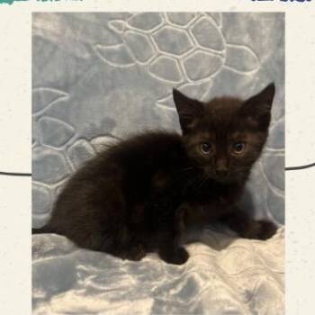 Aussie Lemonade Monster -  Domestic Short Hair Cat for Adoption in Westminster, California - Aussie Lemonade Monster | PetCurious