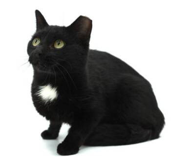 Wendy -  Domestic Short Hair Cat for Adoption in Bowling Green, Kentucky - Wendy | PetCurious