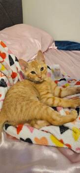 Katie -  Domestic Short Hair Cat for Adoption in West Palm Beach, Florida - Katie | PetCurious