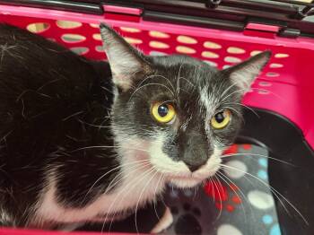 Rescue Domestic Short Hair Cats for Adoption in Republic, Missouri - Tux | PetCurious