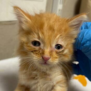 Rescue Domestic Short Hair Cats for Adoption in Yuma, Arizona - Leo/ORAN | PetCurious