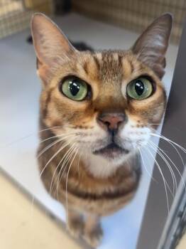 Bengal Cats Available for Adoption in Kalamazoo, Michigan - Shotzi | PetCurious
