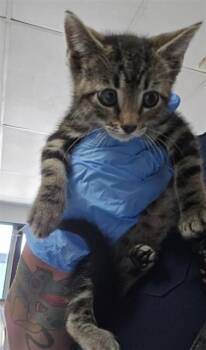 LOIS -  Domestic Short Hair Cat for Adoption in San Bernardino, California - LOIS | PetCurious