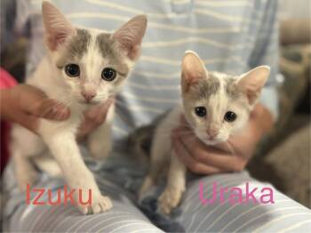 Izuku -  Domestic Short Hair Cat for Adoption in Topeka, Kansas - Izuku | PetCurious