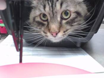 ZEALAND -  Domestic Short Hair Cat Available for Adoption in Omaha, Nebraska - ZEALAND | PetCurious