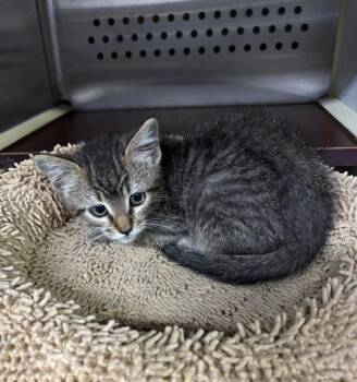 Meatloaf -  Domestic Short Hair Cat for Adoption in Forney, Texas - Meatloaf | PetCurious
