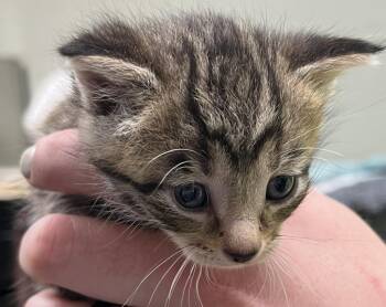 Florence -  Domestic Short Hair Cat for Adoption in Saint Clairsville, Ohio - Florence | PetCurious
