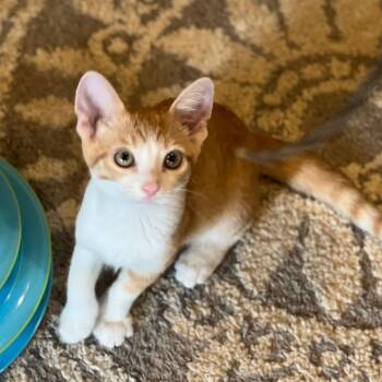 Tango -  Domestic Short Hair Cat for Adoption in Louisville, Kentucky - Tango | PetCurious