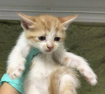 Domestic Short Hair Cats Available for Adoption in Riverside, California - JUANITA | PetCurious
