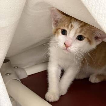 Domestic Short Hair Cats Available for Adoption in East St. Louis, Illinois - Boogle-C | PetCurious