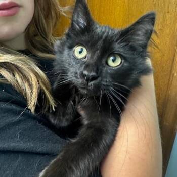 Fancy -  Domestic Medium Hair Cat for Adoption in Hutchinson, Minnesota - Fancy | PetCurious