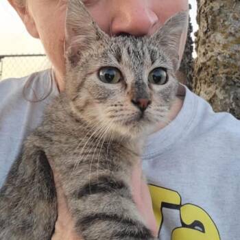 Rescue Domestic Short Hair Cats for Adoption in Hughesville, Maryland - Ivory | PetCurious