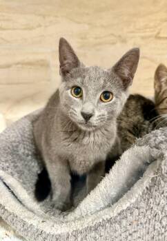 Tiffany -  Domestic Short Hair Cat for Adoption in Manhasset, New York - Tiffany | PetCurious