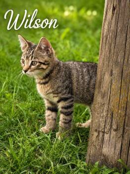 Wilson -  Tabby Cat for Adoption in Decorah, Iowa - Wilson | PetCurious