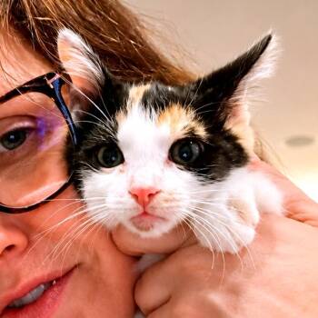 Paella -  Domestic Short Hair Cat for Adoption in Houston, Texas - Paella | PetCurious