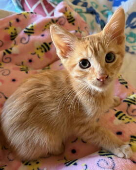 Rescue Domestic Short Hair Cats for Adoption in Seal Beach, California - Kitten Jared | PetCurious