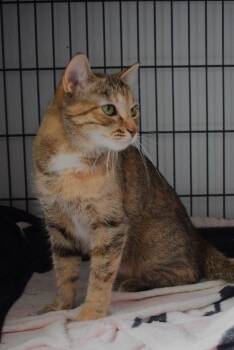 Penny -  Calico and Tabby Cat for Adoption in Claresholm, Alberta - Penny | PetCurious