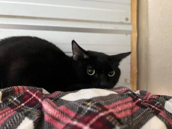 Rescue Domestic Short Hair Cats for Adoption in Burnaby, British Columbia - Dooney | PetCurious