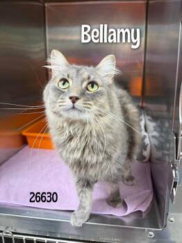 Bellamy -  Domestic Long Hair Cat Available for Adoption in Oak Ridge, Tennessee - Bellamy | PetCurious