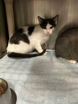Midori Sour -  Domestic Short Hair Cat for Adoption in Saint Charles, Missouri - Midori Sour | PetCurious